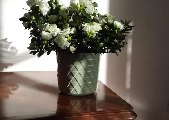 Апартаменты Sa Paxi Арбус